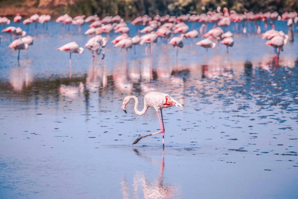 Camargue Flamingo