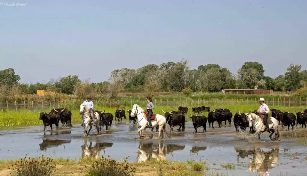 Camargue White Horses