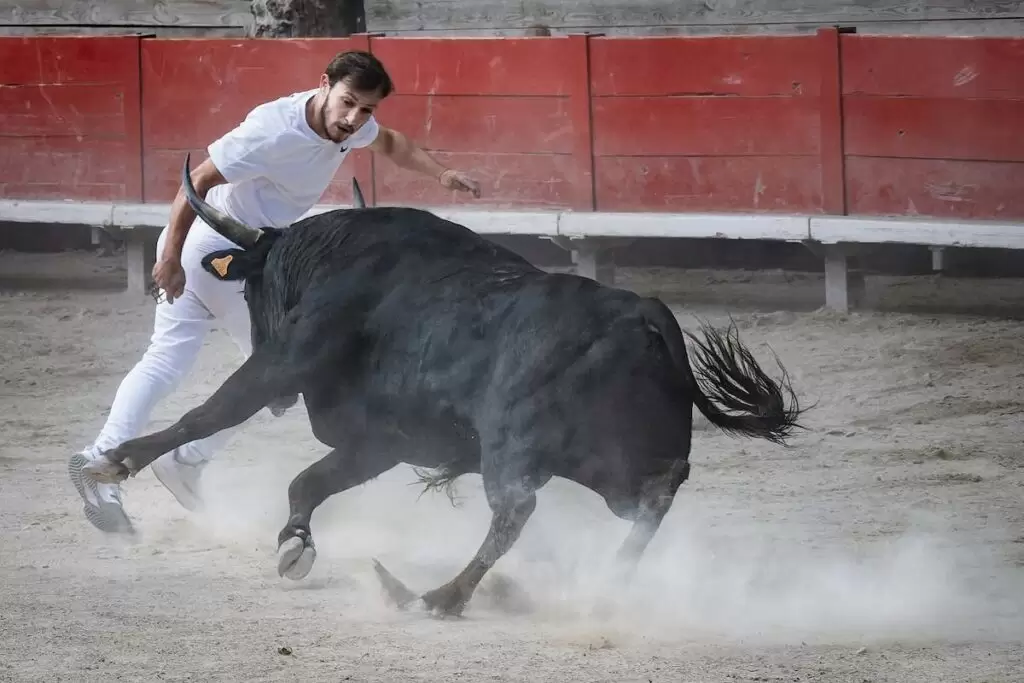 Course Camargais w/bull