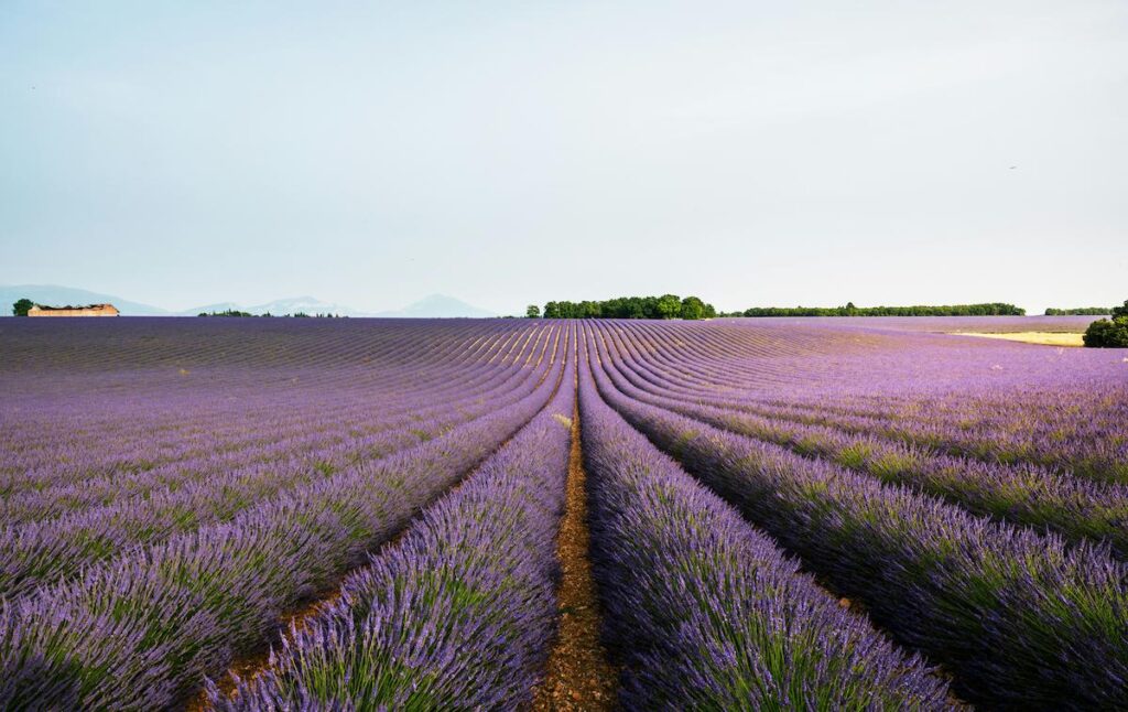 Lavender Fields