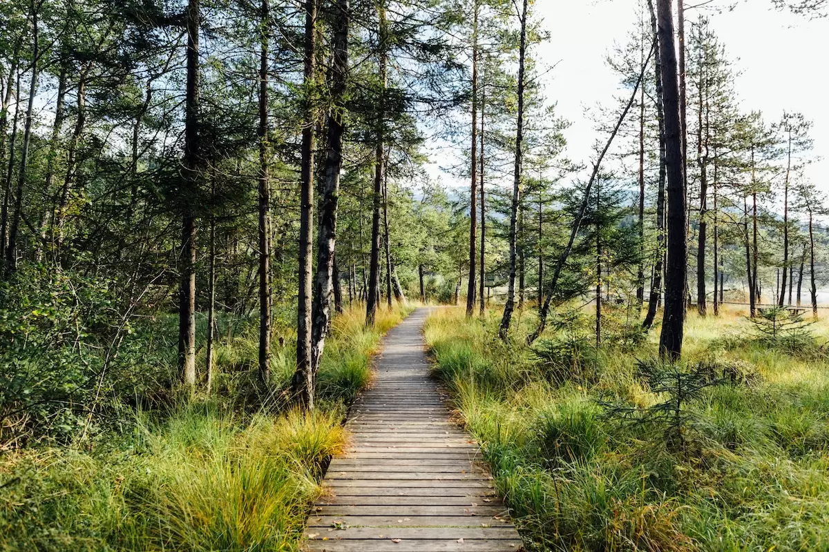 Woody Walk in South Tyrol, Italy