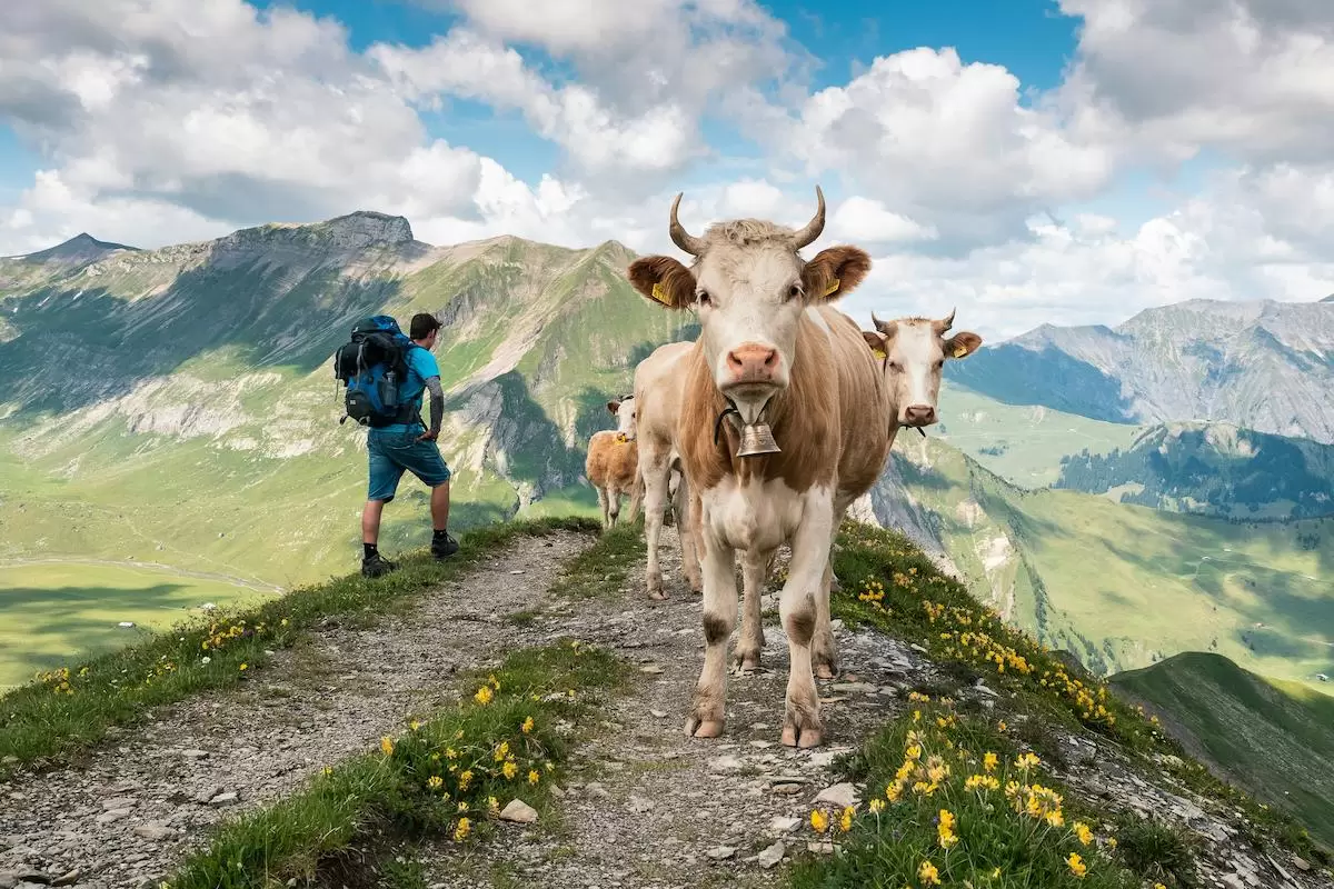 Austria hiking cows
