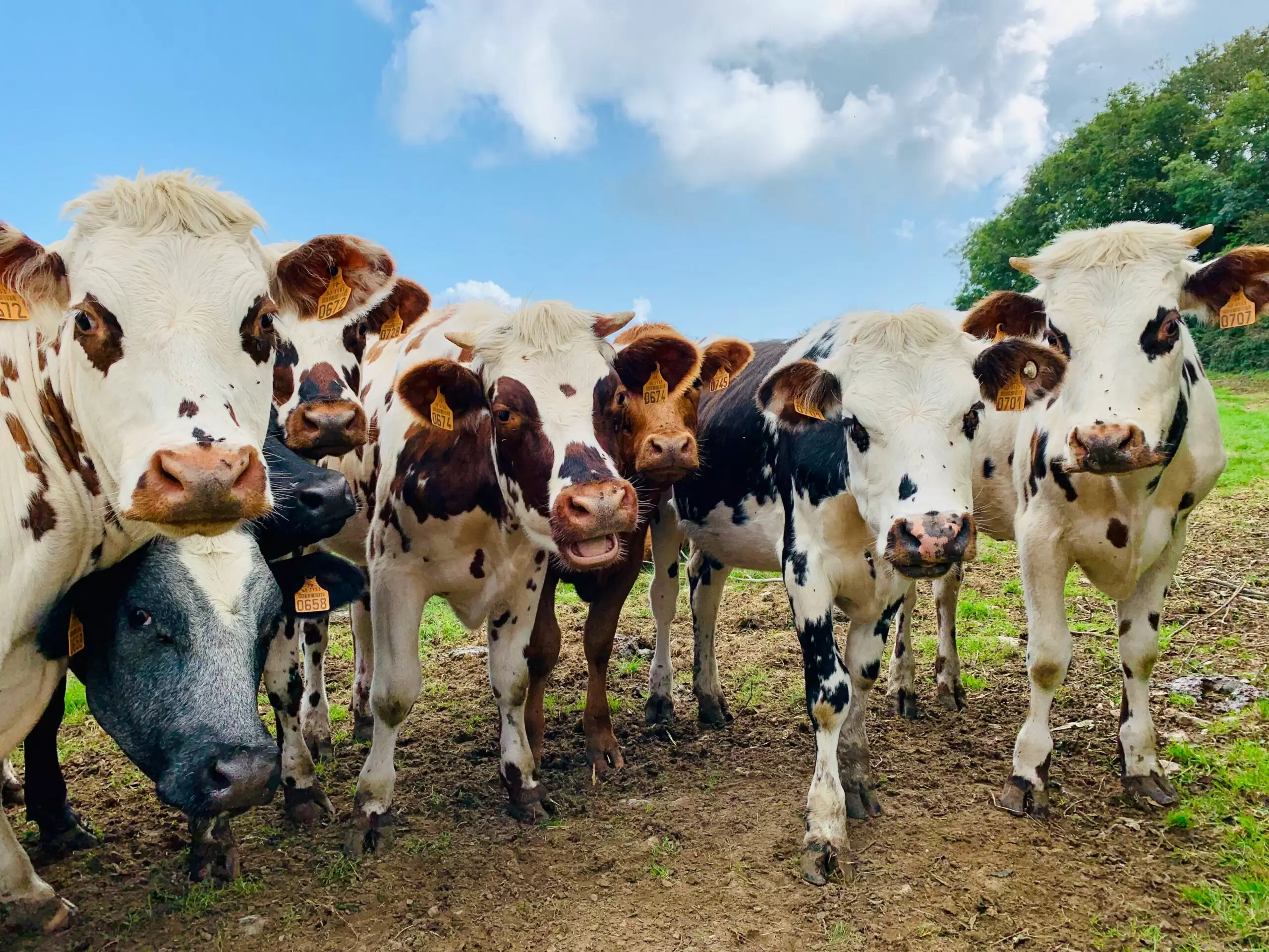 Normandy cows